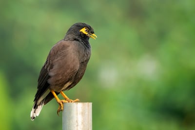 Ceylon Hill Myna