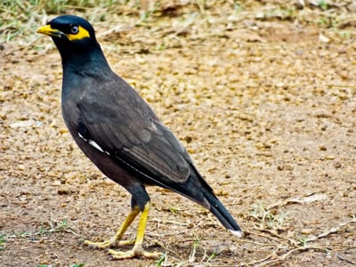 Ceylon Hill Myna