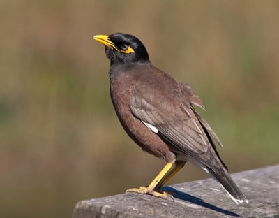 Ceylon Hill Myna