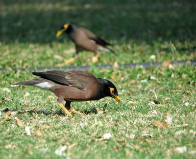 Ceylon Hill Myna
