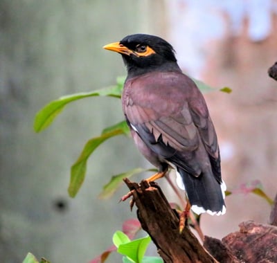 Ceylon Hill Myna