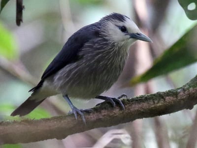 White Faced Starling
