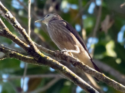 White Faced Starling