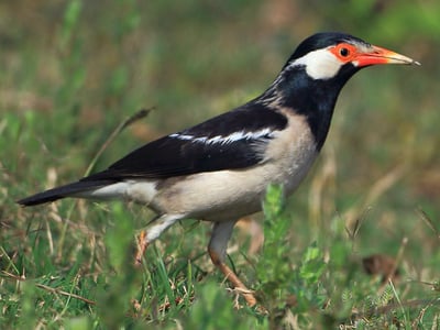 White Faced Starling
