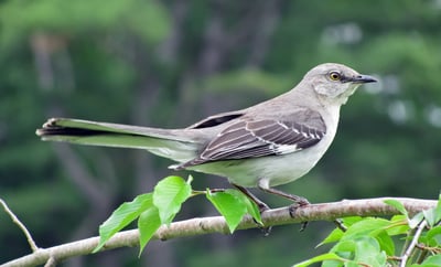 White Faced Starling