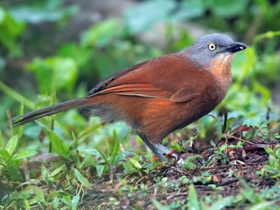 Ashy Headed Laughing Thrush