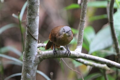Ashy Headed Laughing Thrush