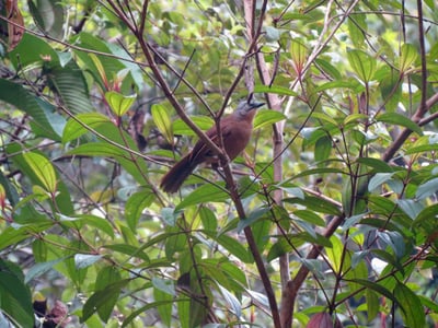 Ashy Headed Laughing Thrush