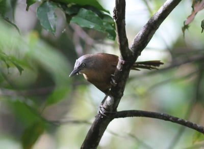 Ashy Headed Laughing Thrush