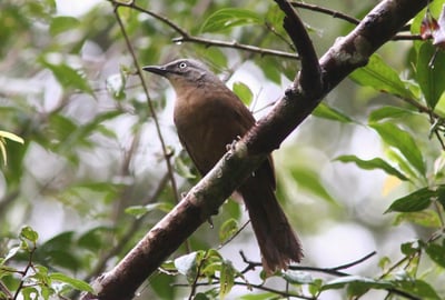 Ashy Headed Laughing Thrush