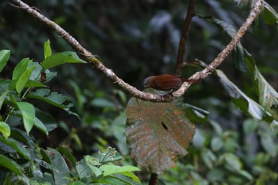 Ashy Headed Laughing Thrush