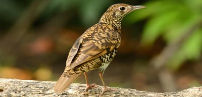 Ceylon Scaly Thrush