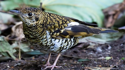 Ceylon Scaly Thrush