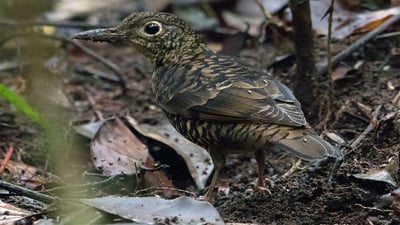 Ceylon Scaly Thrush