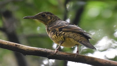 Ceylon Scaly Thrush