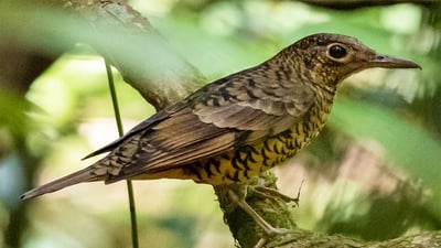 Ceylon Scaly Thrush