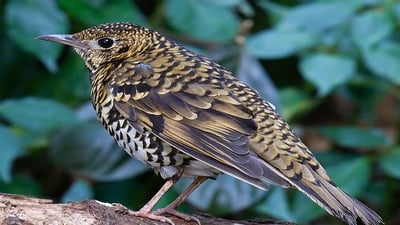 Ceylon Scaly Thrush