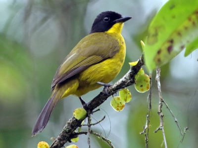 Black Capped Bulbul