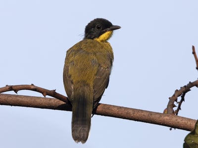 Black Capped Bulbul