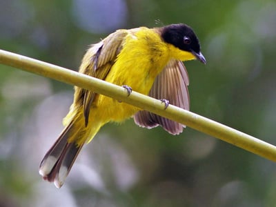 Black Capped Bulbul