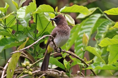 Black Capped Bulbul
