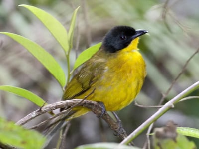 Black Capped Bulbul