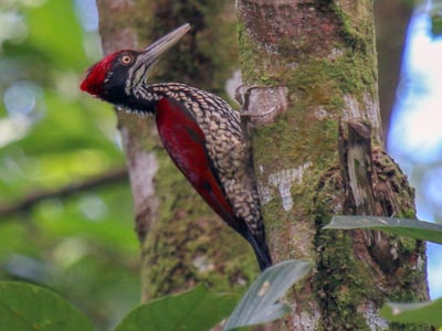 Crimson Backed Flameback