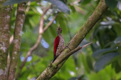 Crimson Backed Flameback