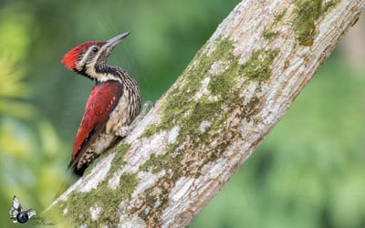Crimson Backed Flameback