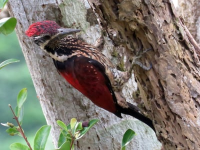 Crimson Backed Flameback