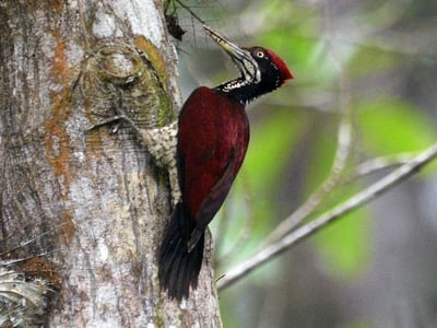 Crimson Backed Flameback