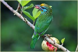 Yellow Fronted Barbet