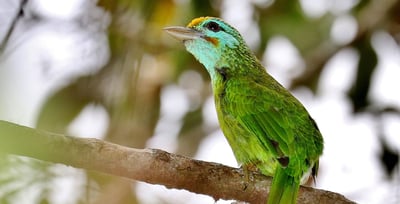 Yellow Fronted Barbet
