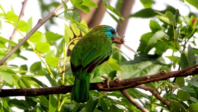 Yellow Fronted Barbet