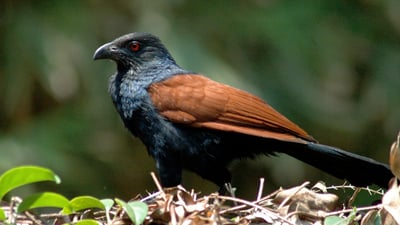 Green Billed Coucal