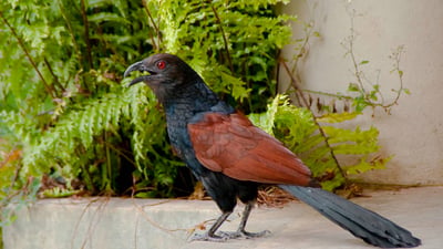 Green Billed Coucal