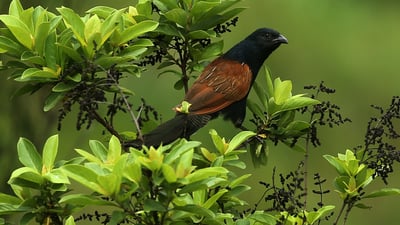Green Billed Coucal
