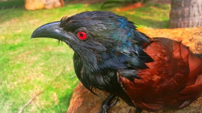 Green Billed Coucal