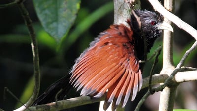 Green Billed Coucal