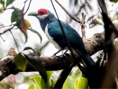 Red Faced Malkoha