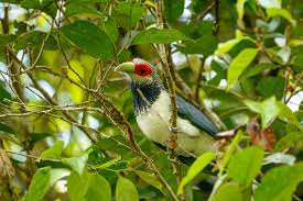 Red Faced Malkoha