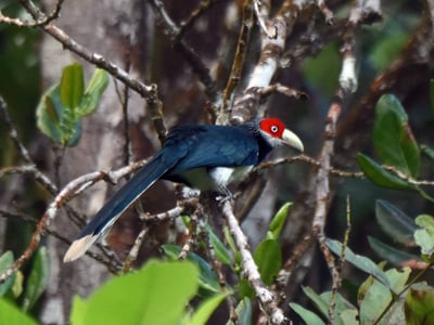 Red Faced Malkoha