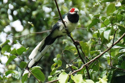 Red Faced Malkoha