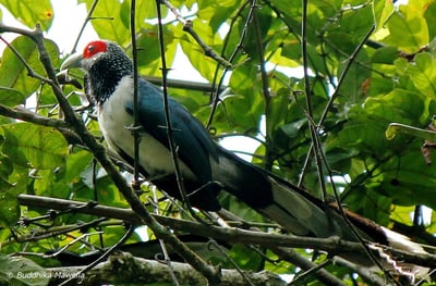 Red Faced Malkoha