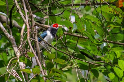 Red Faced Malkoha