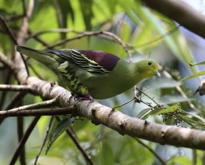 Ceylon Green Pigeon
