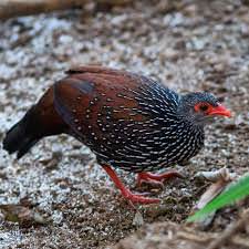 Ceylon Spurfowl