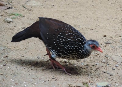 Ceylon Spurfowl