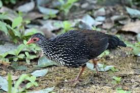Ceylon Spurfowl