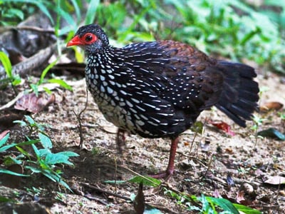 Ceylon Spurfowl